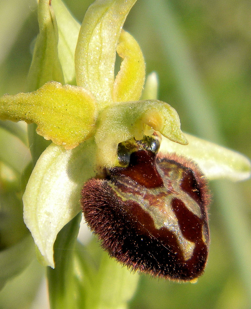 Fior ragno, Orchidea verde bruna